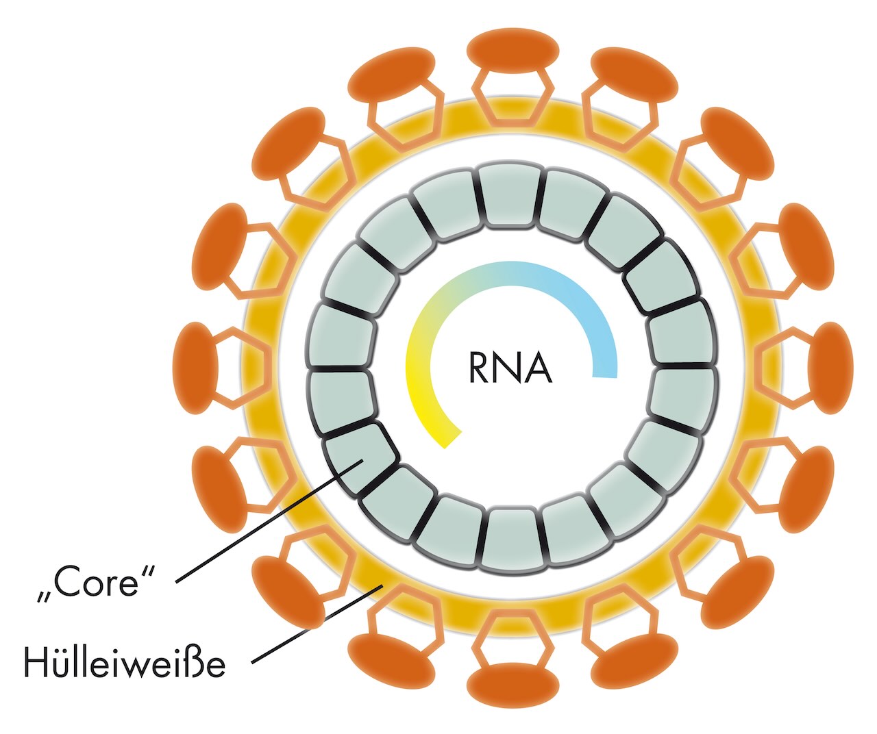 Modellzeichnung eines Hepatitis-C-Virus