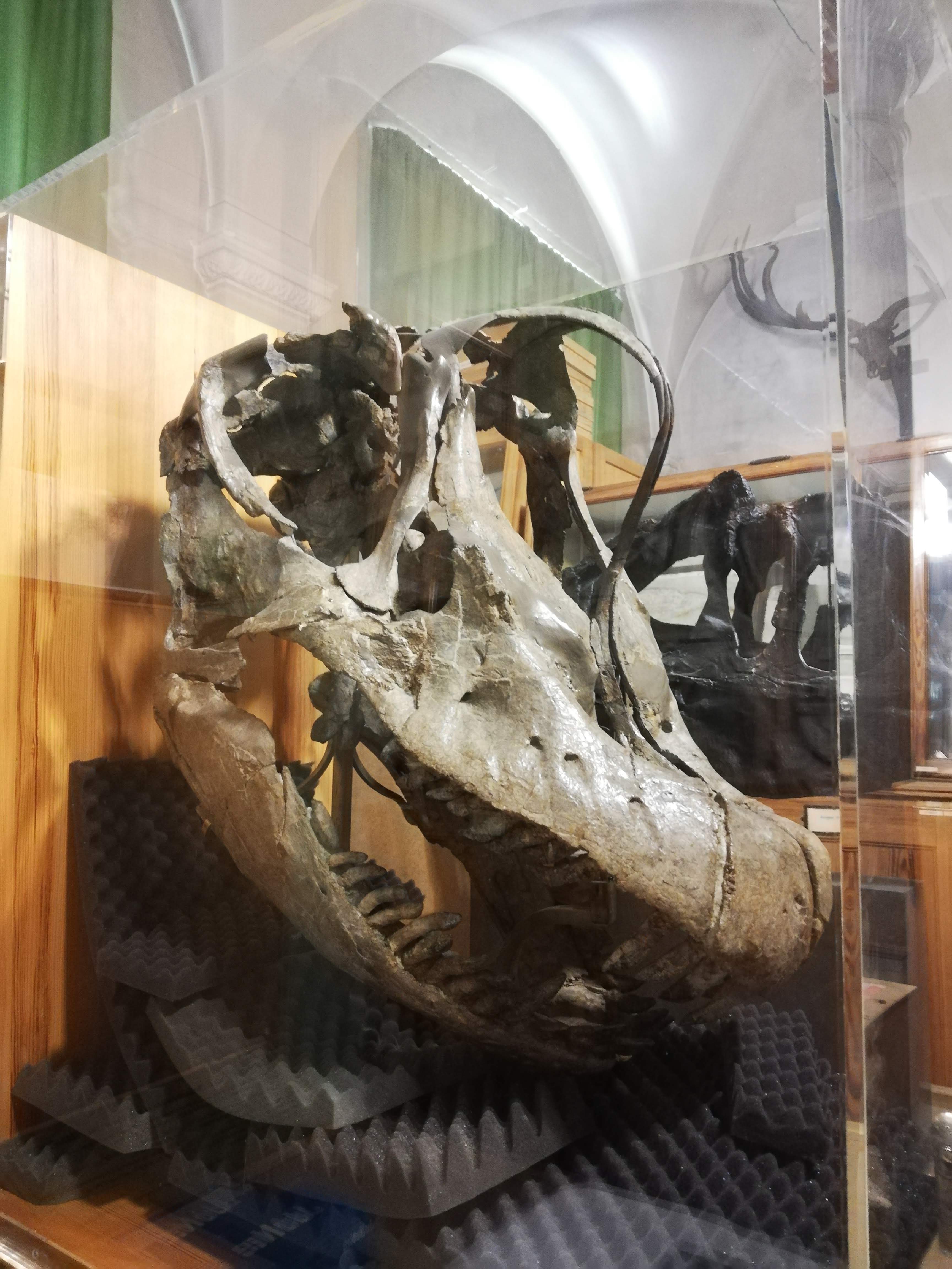 Original-Schädel eines Giraffatitan aus Tansania (Museum für Naturkunde Berlin, MB.R.2223)