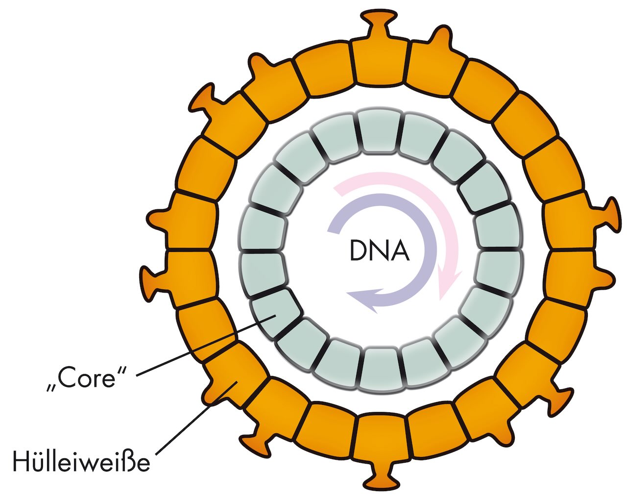 Modellzeichnung eines Hapatitit-B-Virus