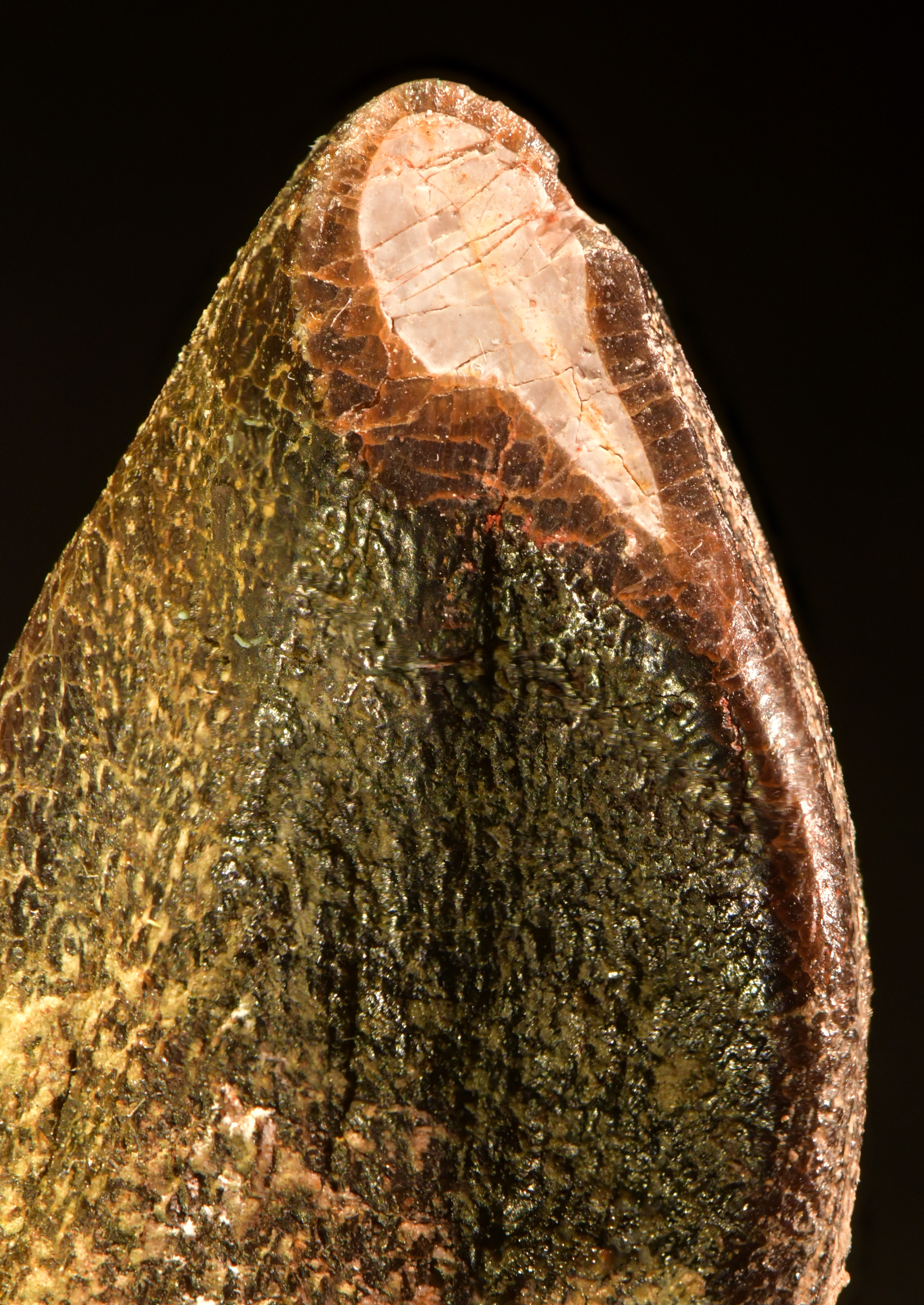 Zahn eines Giraffatitan aus Tansania (Museum für Naturkunde Berlin, MB.R.2180.20.5): Die Abnutzungsfläche auf der Zahnspitze ist gut sichtbar.