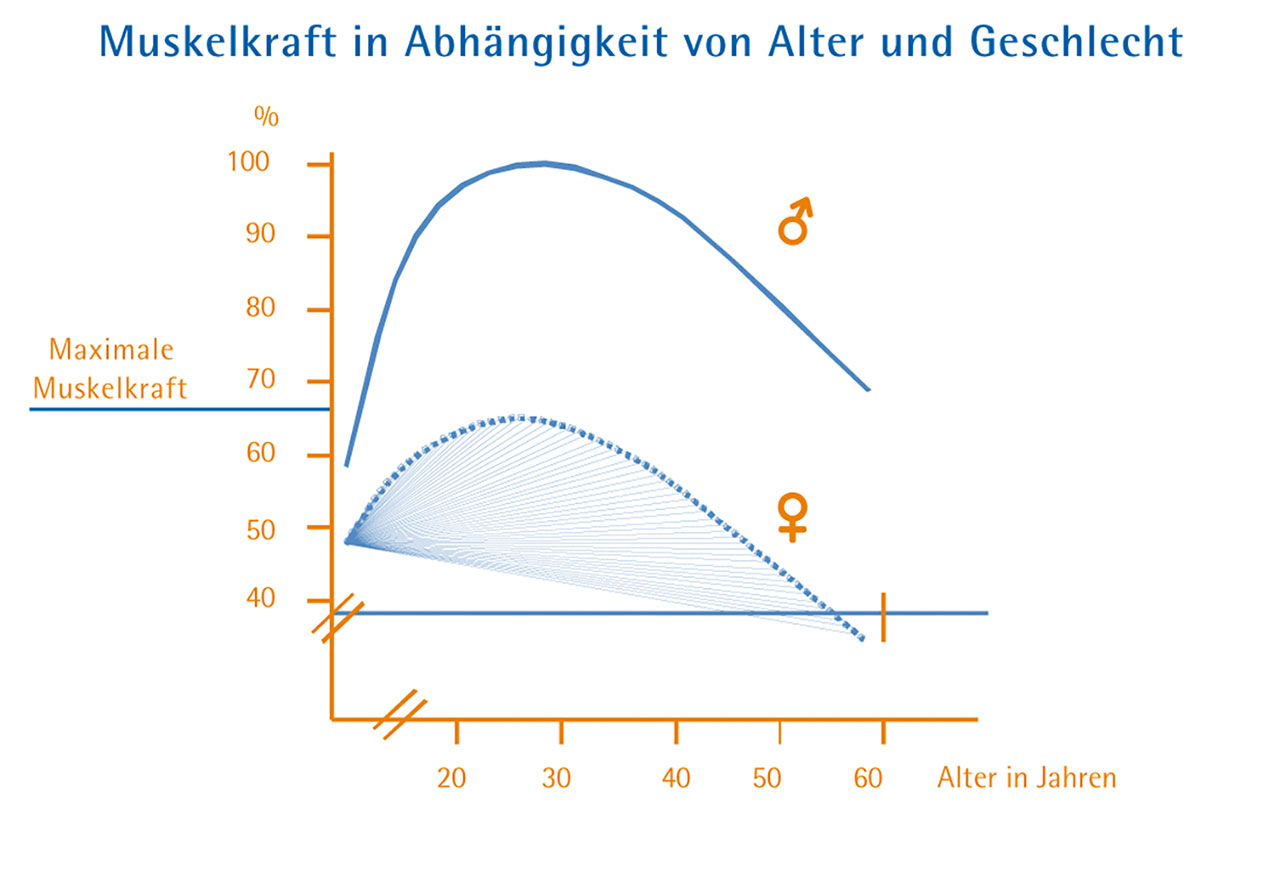 Abb. 5 Muskelkraft in Abhängigkeit von Alter und Geschlecht.  