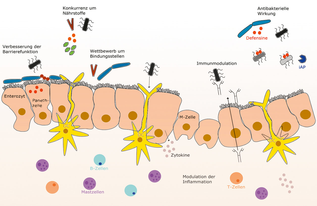 Abb. 1 Wirkmechanismen von Probiotika: Verbesserung der Barrierefunktion, Konkurrenz um Nährstoffe, Wettbewerb um Bindungsstellen, Immunmodulation, antibakterielle Wirkung, Modulation des inflammatorischen Geschehens [23].
