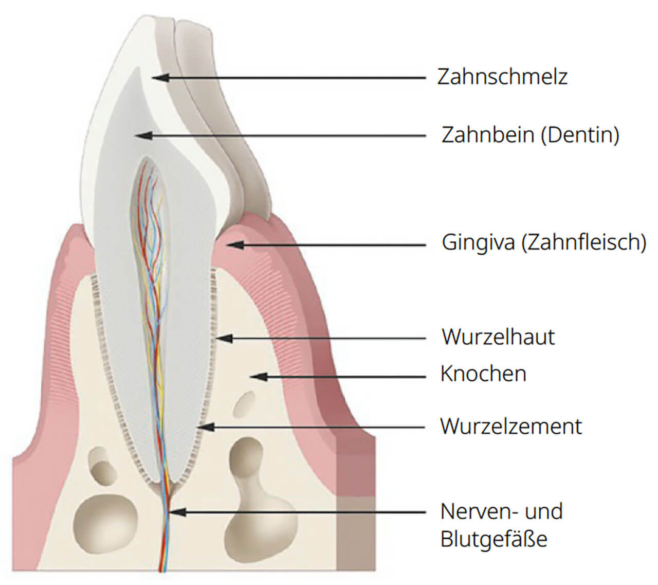 Abb. 1 Schematische Darstellung des Zahnhalteapparats 