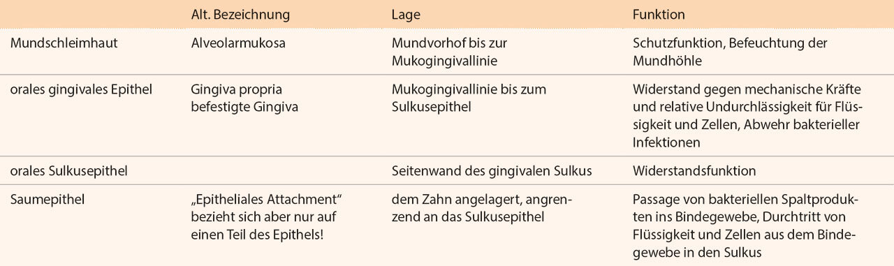 Tab. 1 Übersicht über die gingivalen Gewebe sowie deren Lage und Funktion (1,2).
