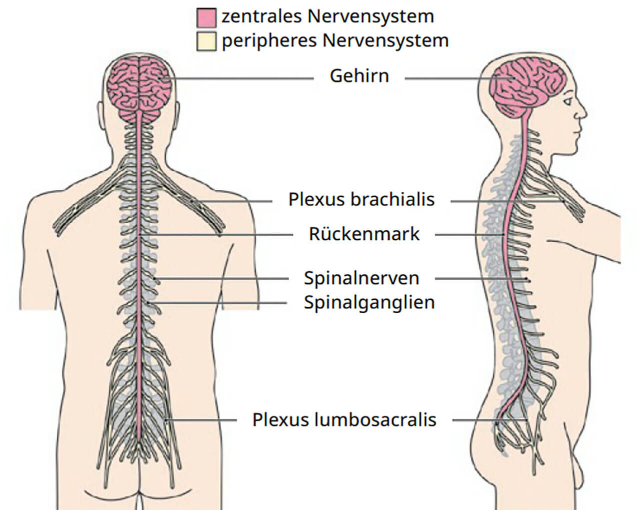 Abb.1 Übersicht über die verschiedenen Anteile des Nervensystems. Das Gehirn und das Rückenmark sind Elemente des Zentralnervensystems. Spinalnerven, Spinalganglien, periphere Nervengeflechte und Hirnnerven (hier nicht gezeigt) werden dem peripheren Nervensystem zugerechnet.
