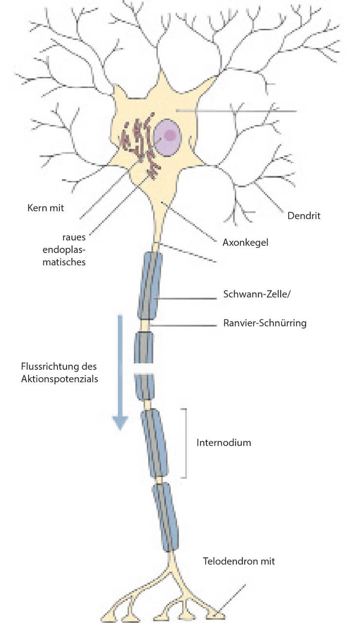 Abb. 3 Übersicht über den prinzipiellen Aufbau einer Nervenzelle. Eine Nervenzelle besteht aus einem Nervenzellkörper (Soma/Perikaryon) mit zwei Arten von Fortsätzen (Neuriten): Dendriten, welche die Information aufnehmen, und Axone, welche die Information an die nächste Zelle weiterleiten. Ein ankommendes Aktionspotenzial wird an den Dornfortsätzen von einer Nervenzelle registriert. Am Axonhügel entsteht bei Überschreitung eines Schwellenwerts ein neues Aktionspotenzial. Dieses wird rasch über das (myelinisierte) Axon an die nächste Zelle weitergeleitet. Viele Axone sind von einer Myelinscheide umgeben; diese isoliert das Axon und beschleunigt somit die Fortleitung des Aktionspotenzials (saltatorische Erregungsleitung). An den Ranvier-Schnürringen ist die Myelinscheide regelmäßig unterbrochen. Dieser Bereich wird als Nodus bezeichnet, der Abschnitt zwischen zwei Ranvier-Schnürringen als Internodium. Zur besseren Orientierung ist die Flussrichtung der Information innerhalb einer Nervenzelle als Pfeil illustriert. An den Axonterminalen (synaptische Endköpfchen; Boutons) wird das Aktionspotenzial an die nächste Nervenzelle übergeben, man spricht von einer Verschaltung.