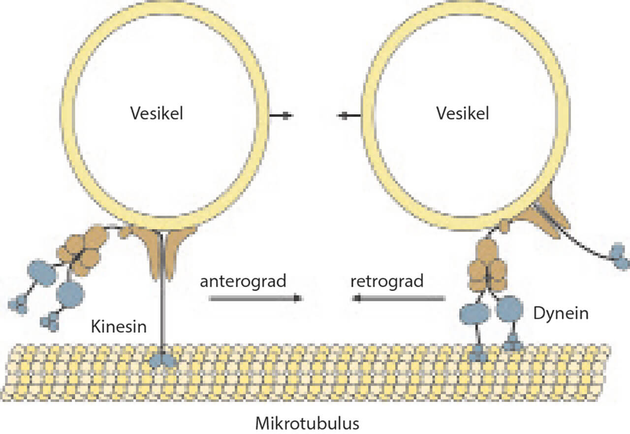 Abb. 6 Axone leiten nicht nur Aktionspotenziale weiter, sondern transportieren auch verschiedene intrazelluläre Substanzen (z. B. Neurotransmitter oder Wachstumsfaktoren). Man unterscheidet einen Transport in gleicher Richtung wie das Aktionspotenzial (anterograder Transport, vermittelt durch Kinesin) und einen in gegensätzlicher Richtung (retrograder Transport, vermittelt durch Dynein). Diese axonalen Transportvorgänge nutzen bestimmte Erreger aus, um sich im Gehirn einzunisten. Herpes-simplex- und Polioviren etwa gelangen durch den retrograden Transport ins Zentralnervensystem. Bei abgeschwächter Immunlage können schwerwiegende Entzündungen im Gehirn die Folge sein (Enzephalitis). Im Falle der Herpes-Viren können diese auch wieder entlang der Nervenbahnen in Richtung Haut wandern und dort zu einer lokalen Entzündung führen. Man bekommt schmerzhafte Herpesbläschen, z. B. im Bereich der Lippe.