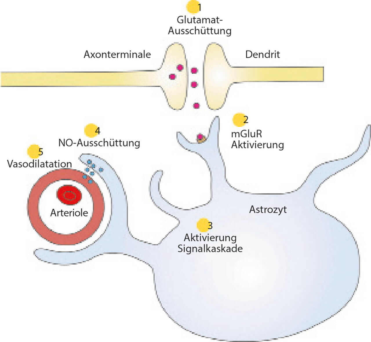 Abb. 9 Mechanismus der neurovaskulären Kopplung, vermittelt durch Astrozyten – Schritt 1: Glutamat wird freigesetzt; Schritt 2 Glutamat bindet u. a. an metabotrope Glutamat-Rezeptoren (mGluR) von umliegenden Astrozyten; Schritt 3: Dies bewirkt die Aktivierung einer Signalkaskade im Innern der Astrozyten; Schritt 4: Die Signalkaskade hat eine Ausschüttung von Stickstoffmonoxid (NO) an einem periarteriellen Fortsatz zur Folge; Schritt 5: NO ruft dort eine lokale Vasodilatation und somit eine Steigerung der Durchblutung hervor.