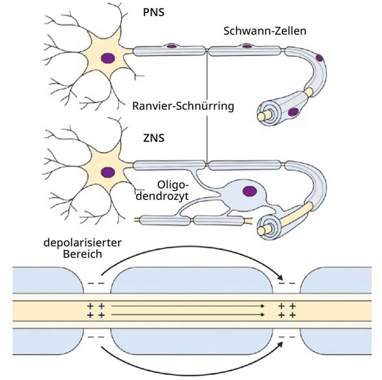 Abb. 10 In der Peripherie werden die Myelinscheiden von Schwann-Zellen produziert. Im Zentralnervensystem übernehmen dies die Oligodendrozyten. Die Myelinscheiden sind hierbei nicht kontinuierlich um ein Axon gewickelt, sondern entlang der Axone regelmäßig von den Ranvier-Schnürringen unterbrochen. Nur an den Ranvier-Schnürringen entstehen Aktionspotenziale, nicht aber in den myelinisierten Bereichen des Axons (Internodien). Dieser Aufbau ermöglicht die saltatorische Erregungsleitung, welche deutlich schneller als die kontinuierliche Erregungsleitung nichtmyelinisierter Fasern ist. Außerdem spart diese Art der Erregungsleitung Energie, da ein Aktionspotenzial nur am Ort der Schnürringe und nicht kontinuierlich entlang eines Axons aufgebaut werden muss.