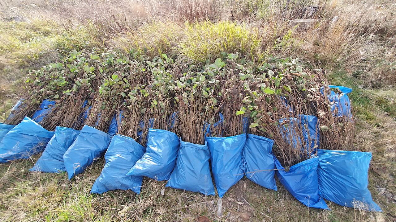 Unter anderem Roterlen-Bäume wurden auf den Flächen bei Drei Annen Hohne im Harz zum Wiederaufforsten von den Zahnärztinnen und Zahnärzten gepflanzt.