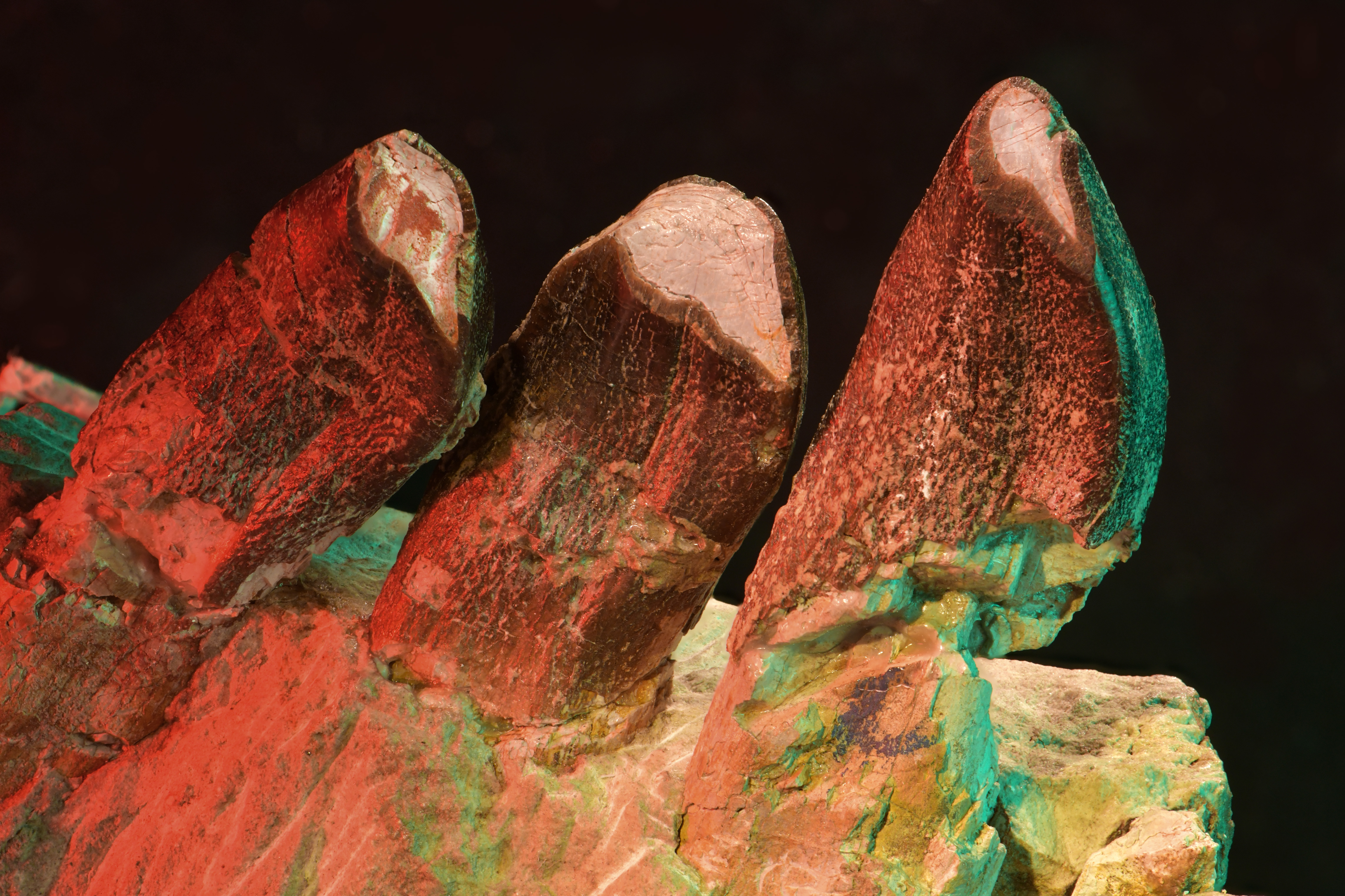 Was Dinozähne über das Leben vor 150 Millionen Jahren verraten