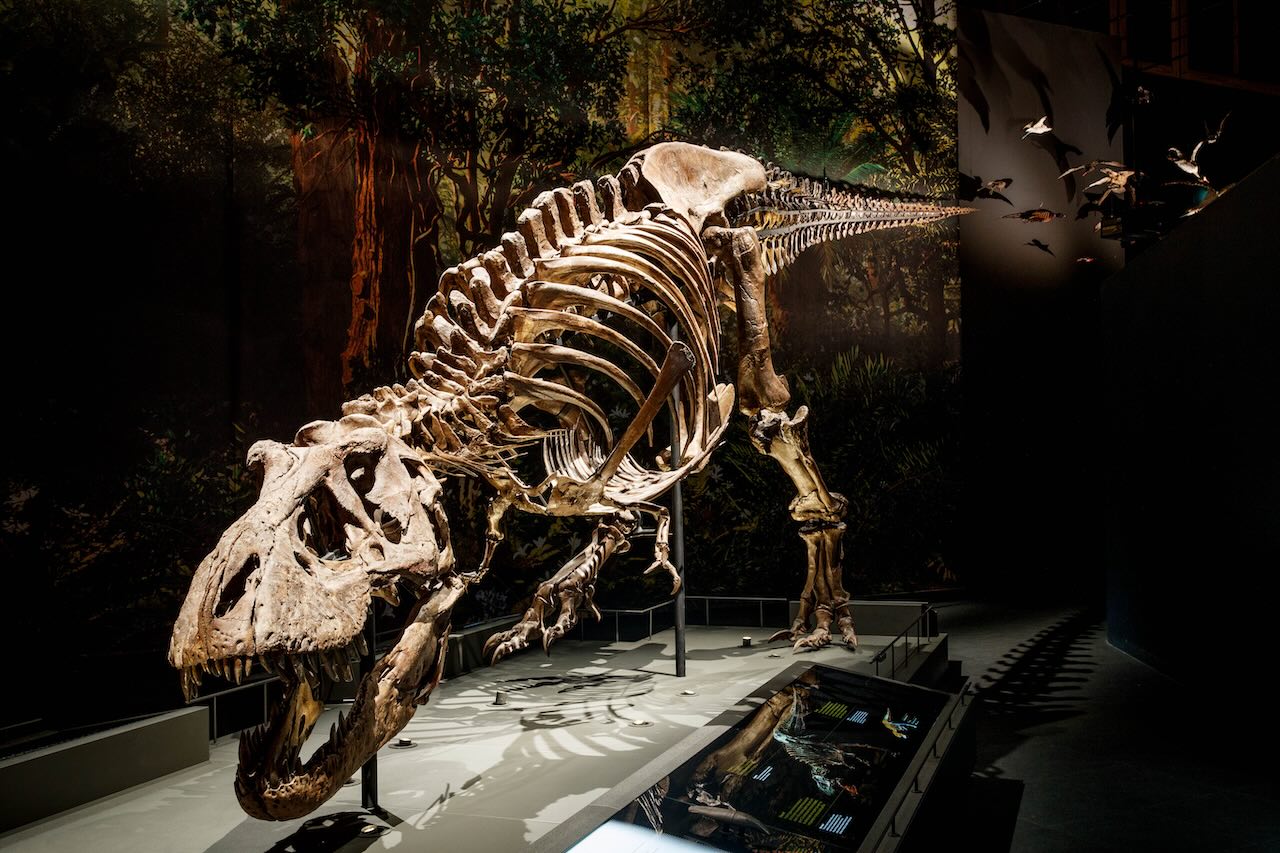 Skelett eines Tyrannosaurus rex auf einem Sockel mit Pflanzen im Hintergrund.
